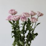 Lavender Cremon Disbud Chrysanthemums