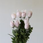 Lavender Cremon Disbud Chrysanthemums