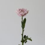 Lavender Cremon Disbud Chrysanthemums
