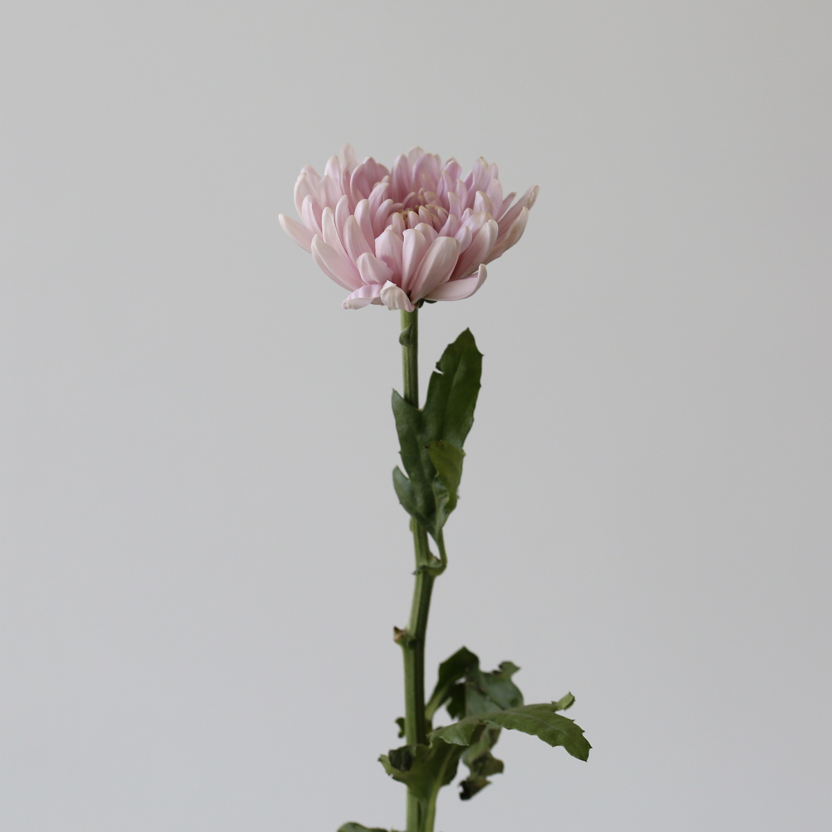 Lavender Cremon Disbud Chrysanthemums