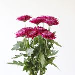 Chrysanthèmes Cremon Disbud mauves