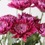 Chrysanthèmes Cremon Disbud mauves