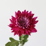 Chrysanthèmes Cremon Disbud mauves