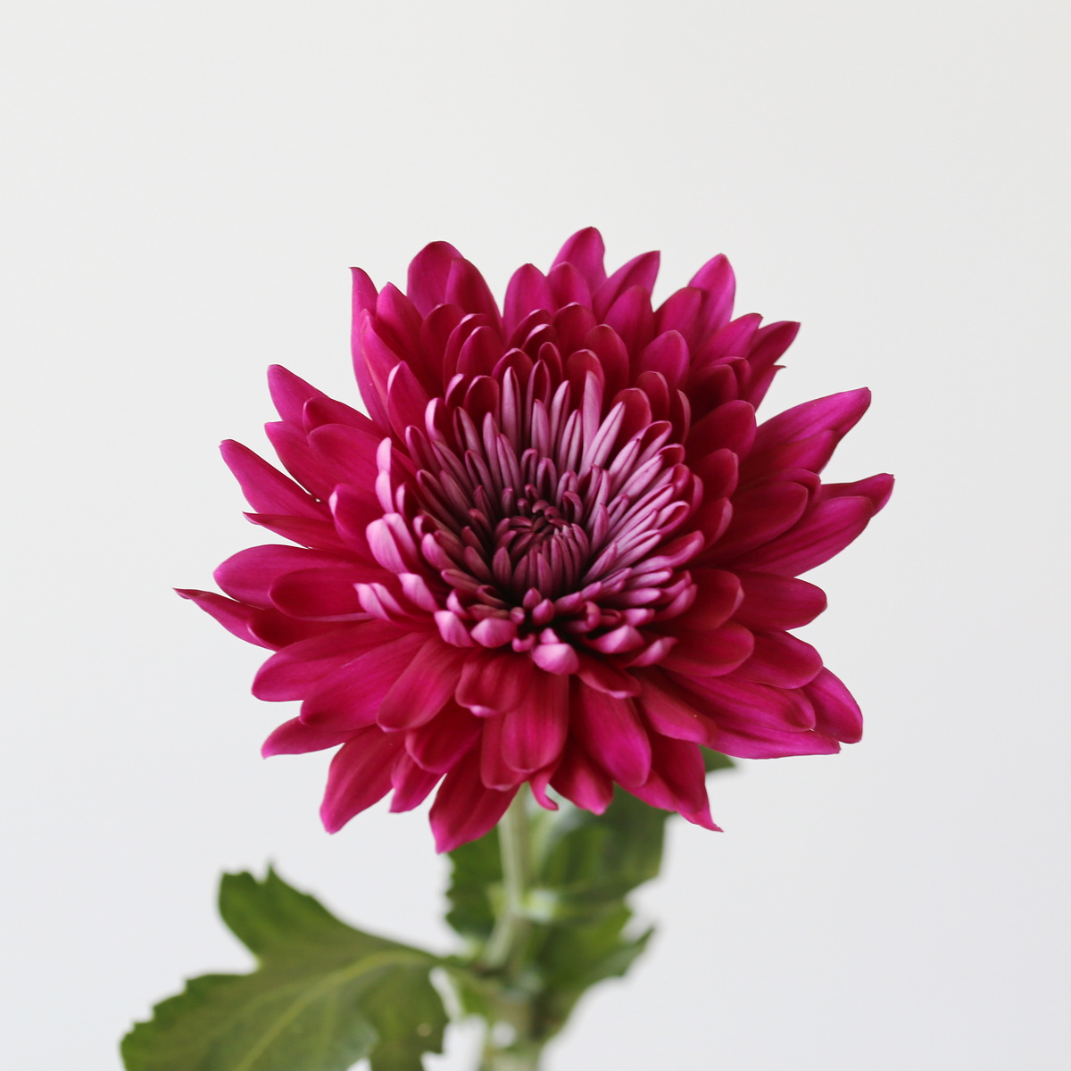 Chrysanthèmes Cremon Disbud mauves