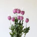 Chrysanthèmes Cremon Disbud mauves