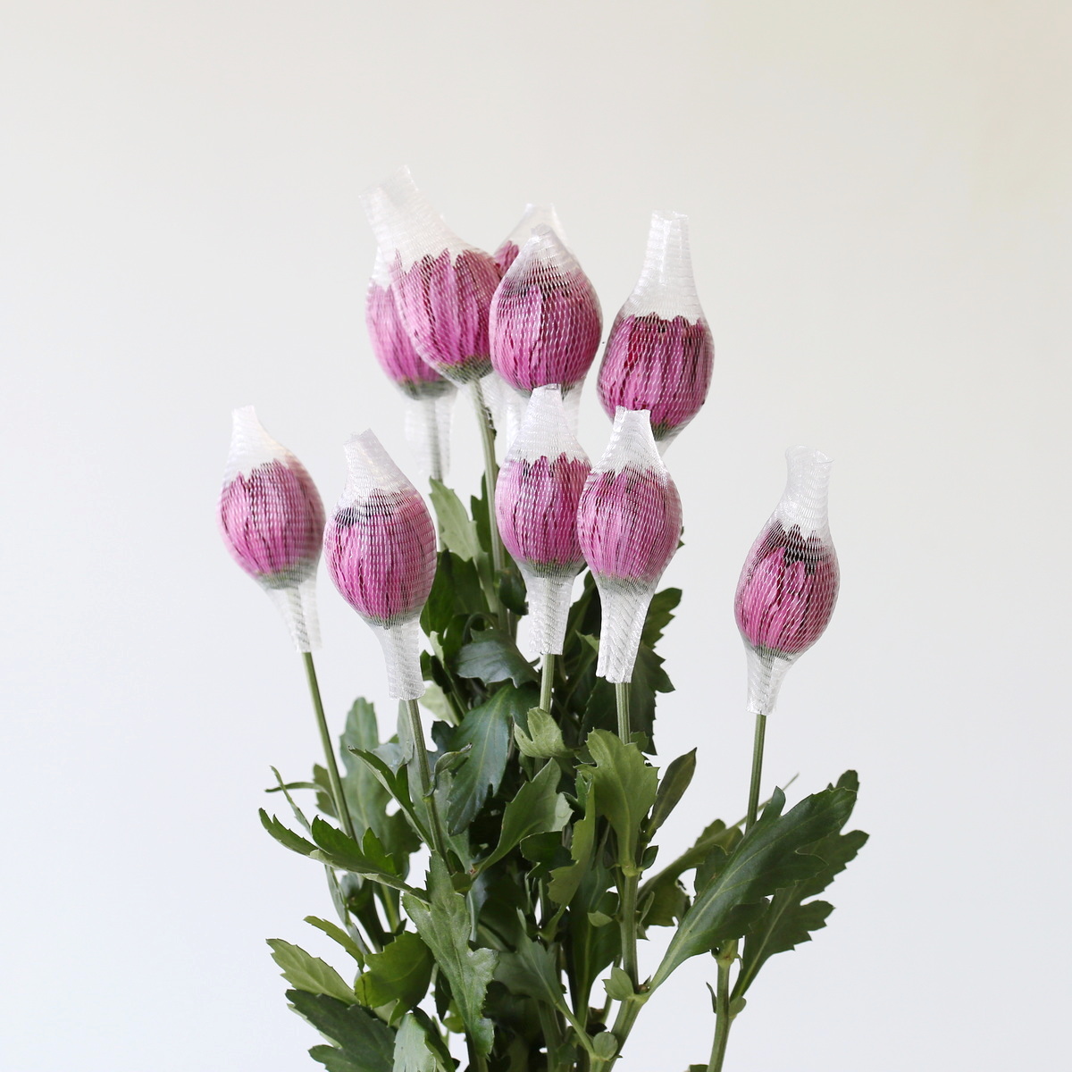 Chrysanthèmes Cremon Disbud mauves