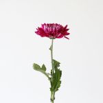 Chrysanthèmes Cremon Disbud mauves