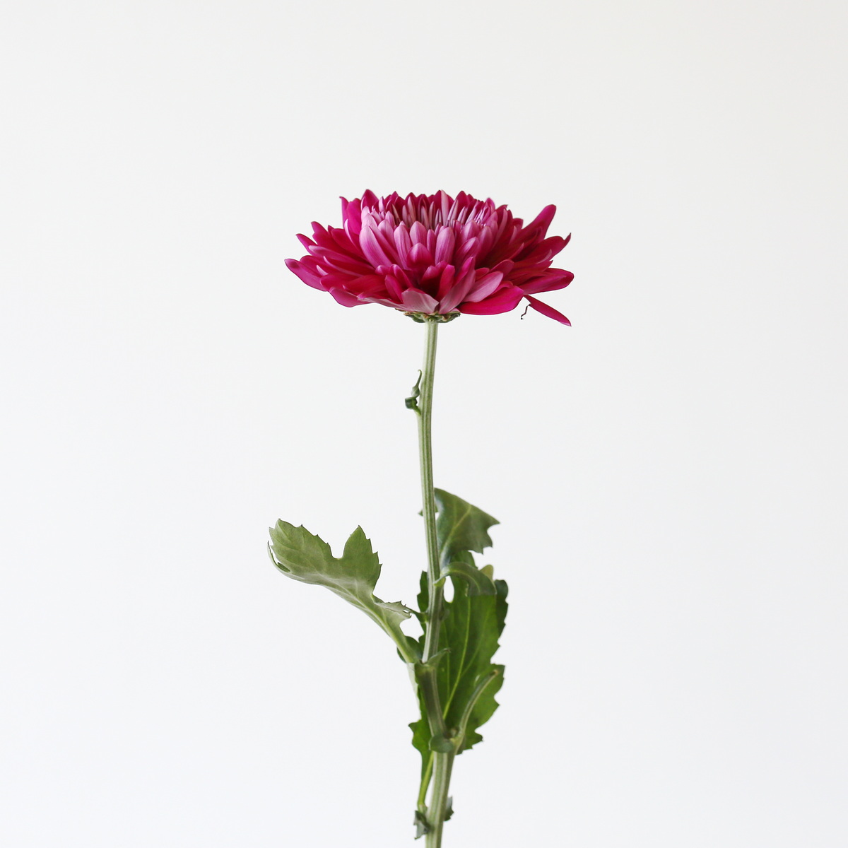 Chrysanthèmes Cremon Disbud mauves