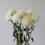 White Cremon Disbud Chrysanthemums
