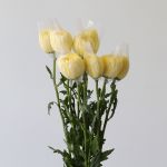 Yellow Cremon Disbud Chrysanthemums
