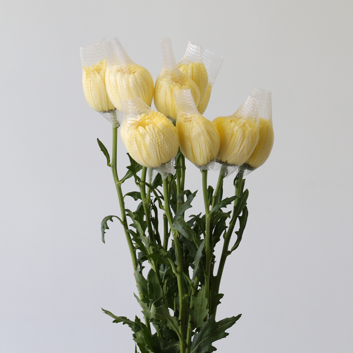 Yellow Cremon Disbud Chrysanthemums