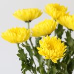 Yellow Cremon Disbud Chrysanthemums