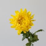 Yellow Cremon Disbud Chrysanthemums