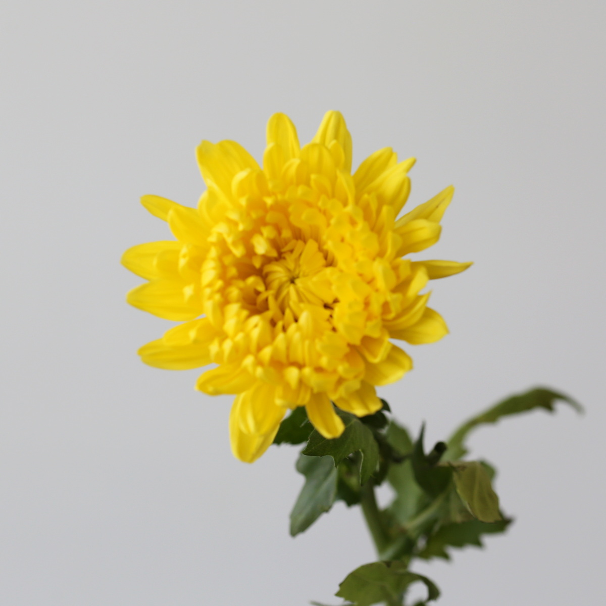 Yellow Cremon Disbud Chrysanthemums