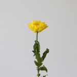 Yellow Cremon Disbud Chrysanthemums