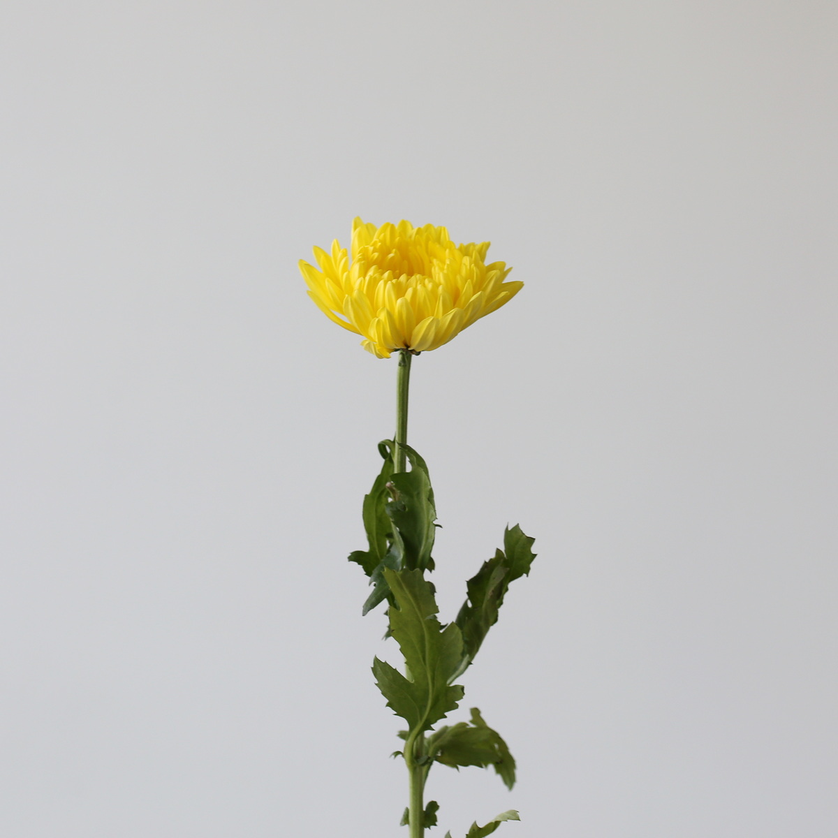 Yellow Cremon Disbud Chrysanthemums