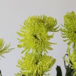 Green Fuji Spider Chrysanthemums