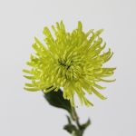 Green Fuji Spider Chrysanthemums