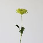Green Fuji Spider Chrysanthemums