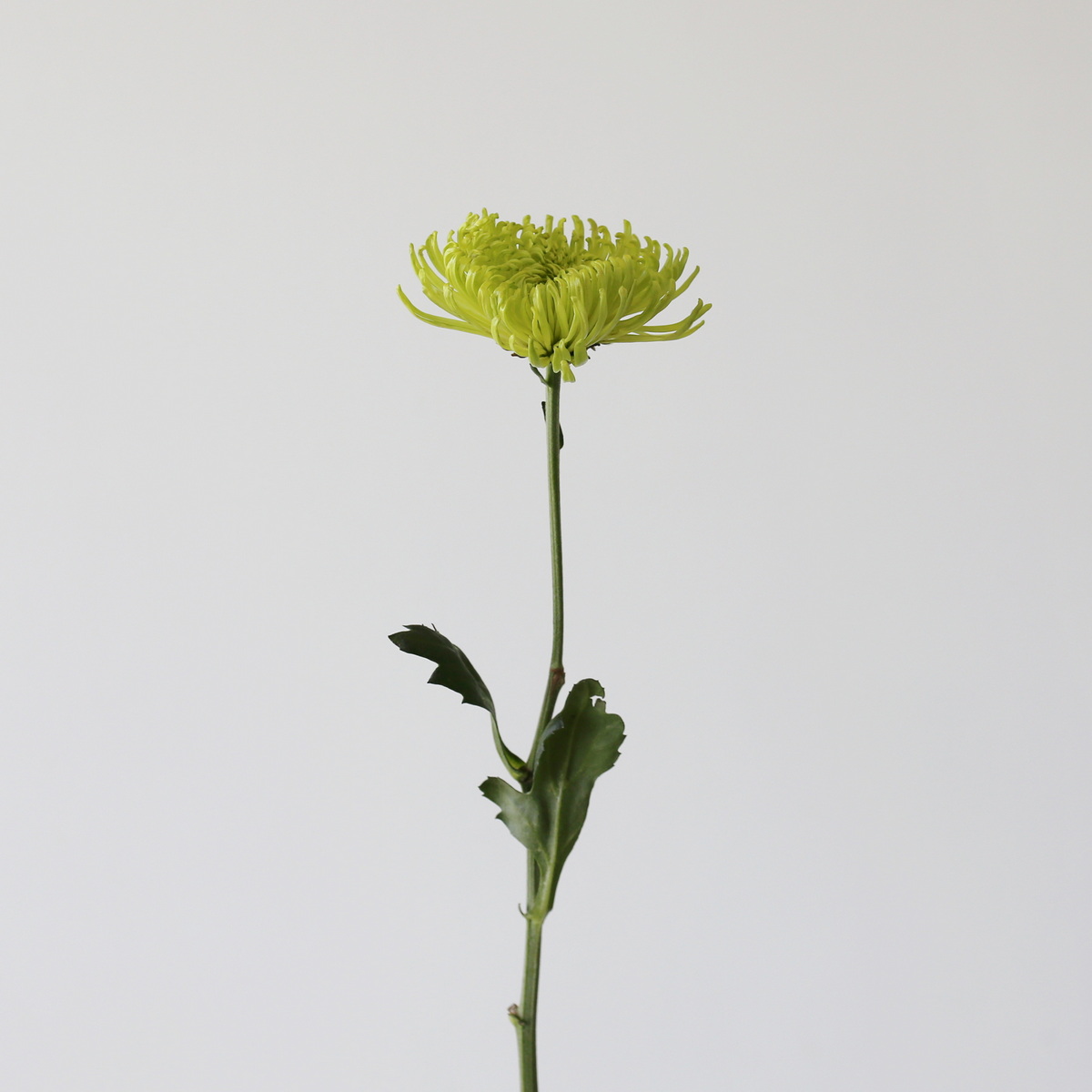 Green Fuji Spider Chrysanthemums