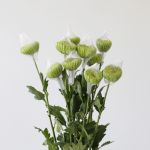 Green Fuji Spider Chrysanthemums