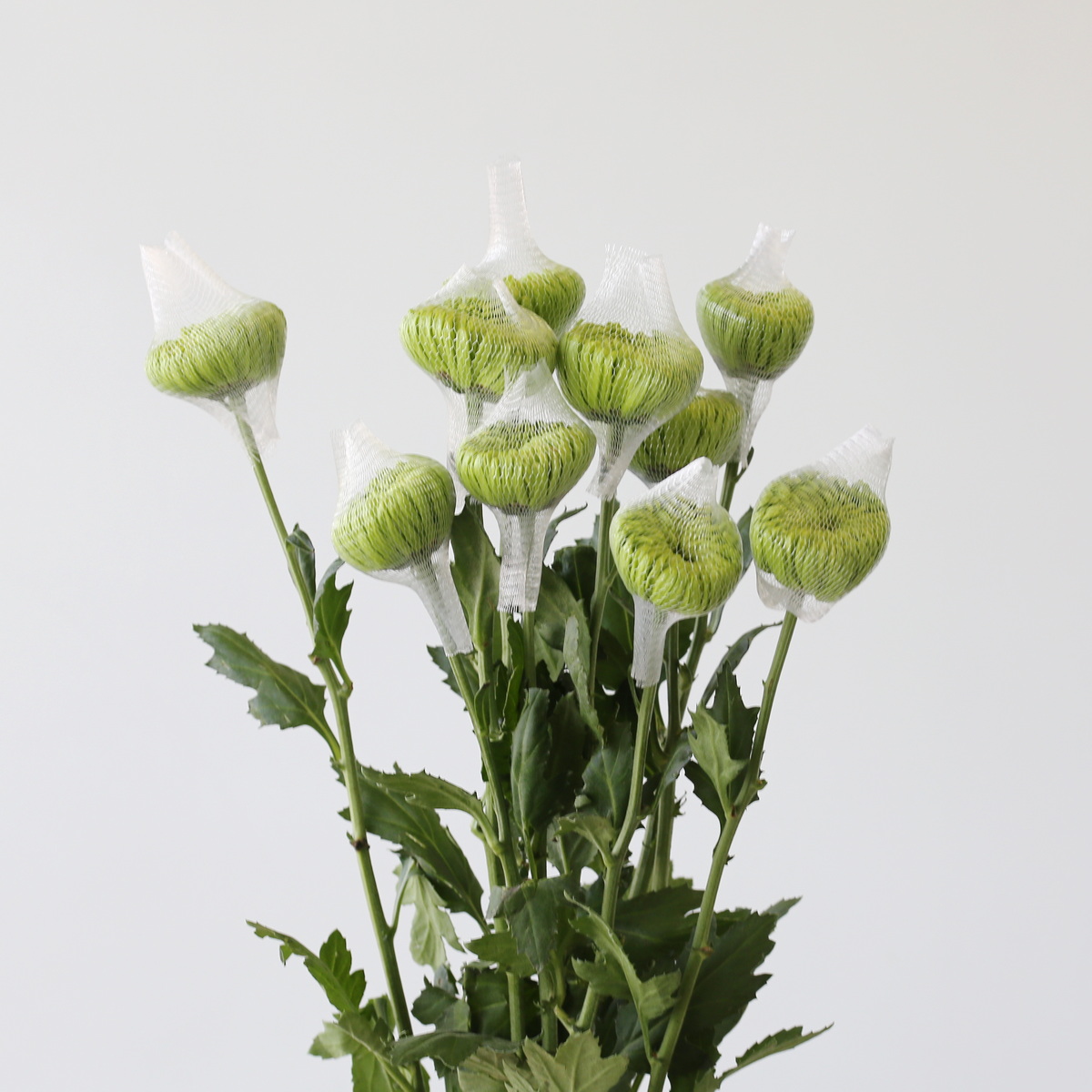 Green Fuji Spider Chrysanthemums