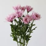 Chrysanthèmes Fuji Spider lavande