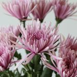 Chrysanthèmes Fuji Spider lavande