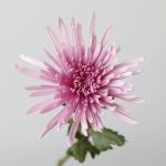 Chrysanthèmes Fuji Spider lavande
