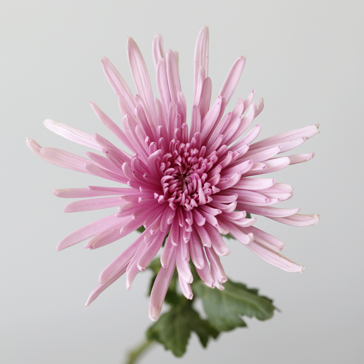 Chrysanthèmes Fuji Spider lavande