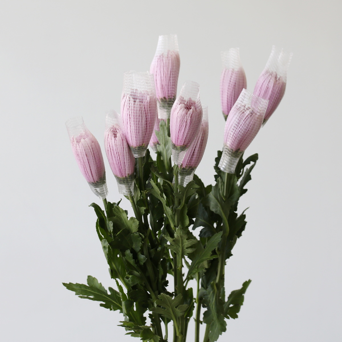 Chrysanthèmes Fuji Spider lavande