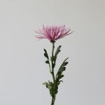 Chrysanthèmes Fuji Spider lavande