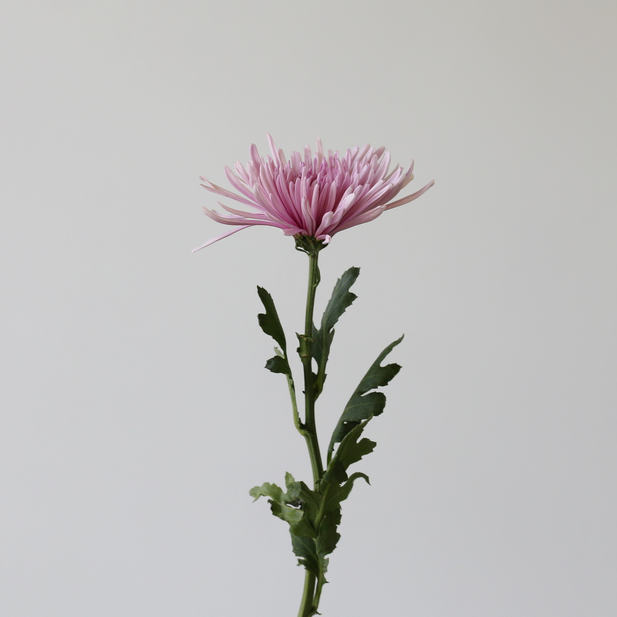 Chrysanthèmes Fuji Spider lavande