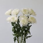 Chrysanthèmes Fuji Spider blancs