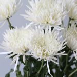 Chrysanthèmes Fuji Spider blancs
