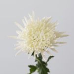 Chrysanthèmes Fuji Spider blancs