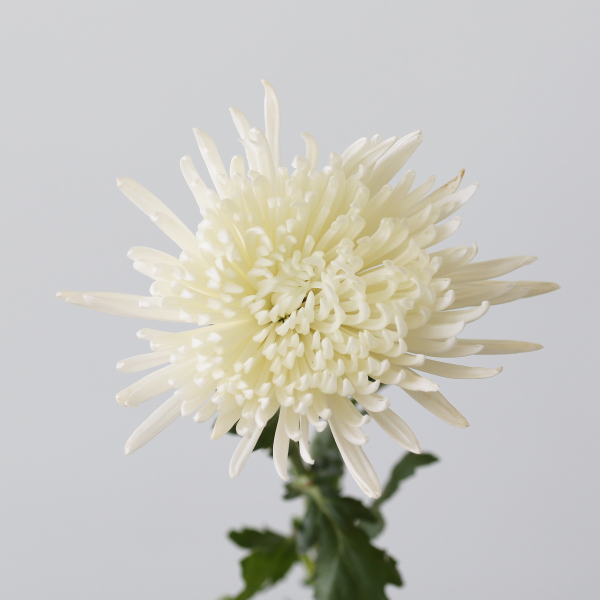 Chrysanthèmes Fuji Spider blancs