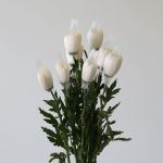 Chrysanthèmes Fuji Spider blancs
