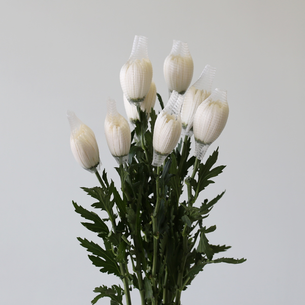 Chrysanthèmes Fuji Spider blancs