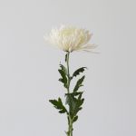 Chrysanthèmes Fuji Spider blancs