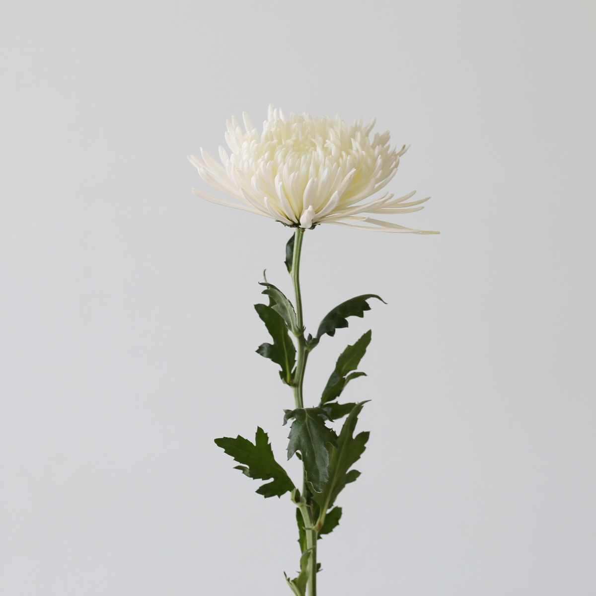 Chrysanthèmes Fuji Spider blancs