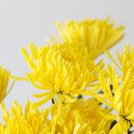Yellow Fuji Spider Chrysanthemums