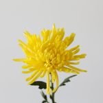 Yellow Fuji Spider Chrysanthemums