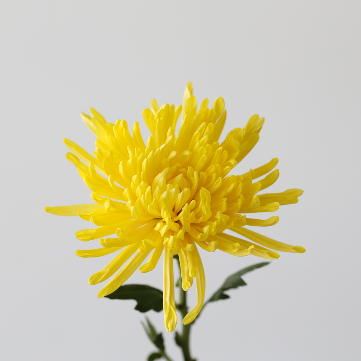 Yellow Fuji Spider Chrysanthemums