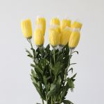 Yellow Fuji Spider Chrysanthemums