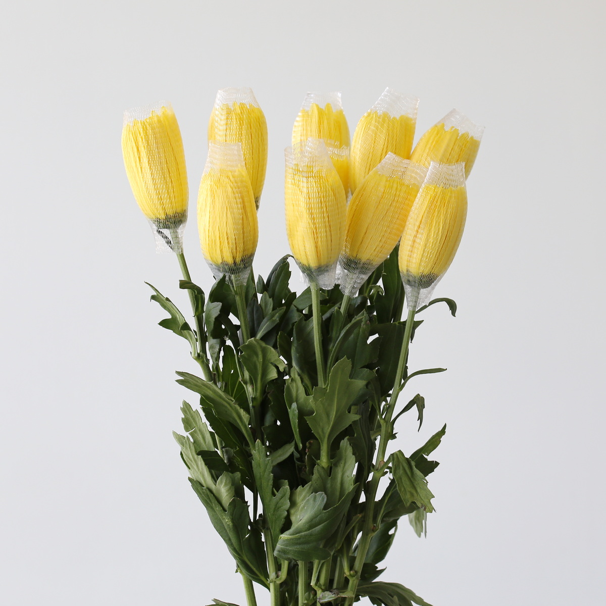 Yellow Fuji Spider Chrysanthemums