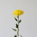 Yellow Fuji Spider Chrysanthemums