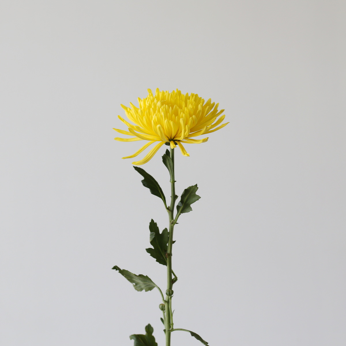 Yellow Fuji Spider Chrysanthemums