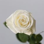 Roses Playa Bianca en vrac – 50 cm