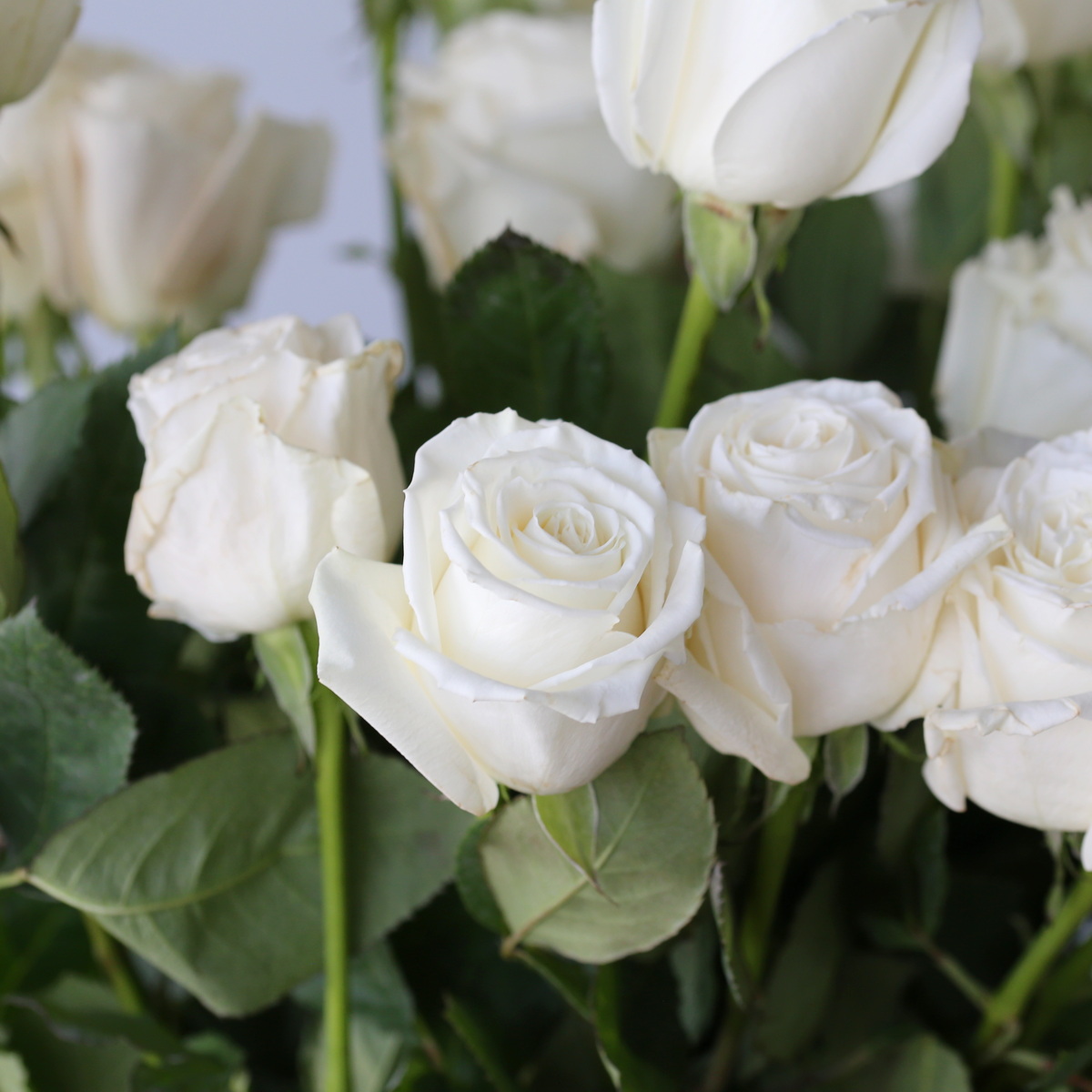 Roses Playa Bianca en vrac – 50 cm